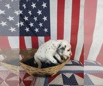 Small Photo #39 Dalmatian Puppy For Sale in VASSALBORO, ME, USA
