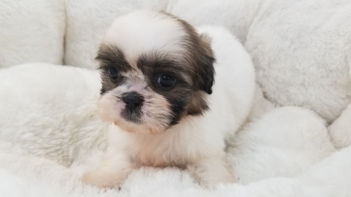 Medium Photo #1 Shih Tzu Puppy For Sale in LA MIRADA, CA, USA
