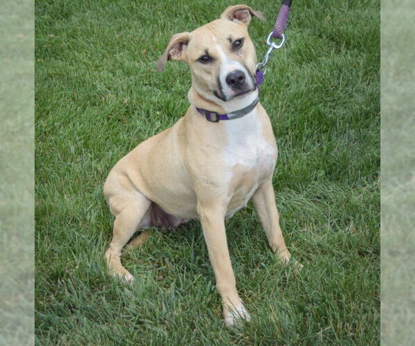 Medium Photo #3 American Staffordshire Terrier-Boxer Mix Puppy For Sale in Huntley, IL, USA