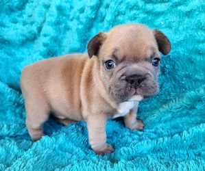 French Bulldog Puppy for sale in LAS VEGAS, NV, USA