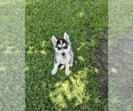 Small #1 Siberian Husky