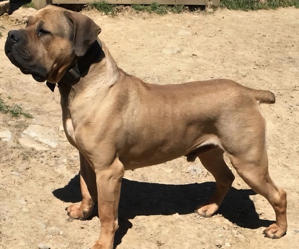 Medium Photo #1 Boerboel Puppy For Sale in RAYMORE, MO, USA