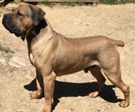Small Photo #1 Boerboel Puppy For Sale in RAYMORE, MO, USA