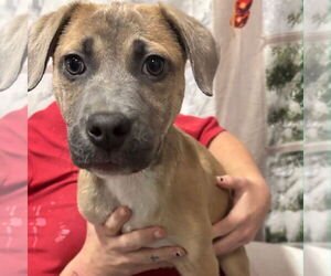 Boxer-Unknown Mix Dogs for adoption in Yardley, PA, USA