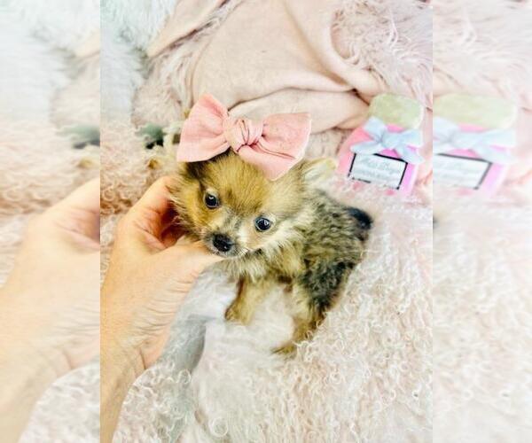 Medium Photo #26 Pomeranian Puppy For Sale in PALM BEACH, FL, USA
