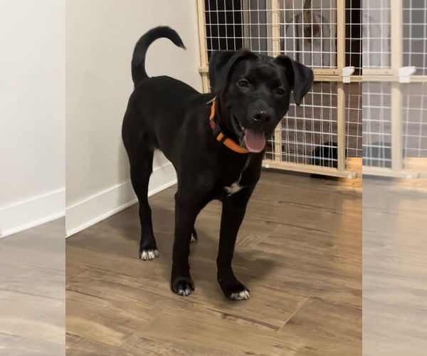 Medium Photo #1 American Pit Bull Terrier-Labrador Retriever Mix Puppy For Sale in Princeton, MN, USA