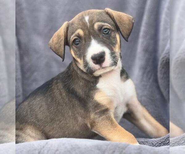 Medium Photo #1 Labrador Retriever-Unknown Mix Puppy For Sale in San Diego, CA, USA