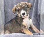 Small Labrador Retriever Mix