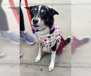 German Shepherd Dog-Great Pyrenees Mix Dogs for adoption in Aurora, CO, USA
