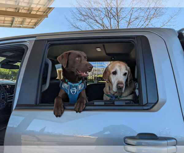 Medium Photo #3 Labrador Retriever-Unknown Mix Puppy For Sale in Clovis, CA, USA