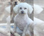 Small #2 Bichon Frise