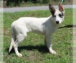 Small #2 Siberian Husky Mix