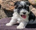Small #9 Havanese