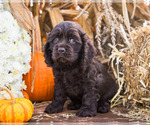 Small Photo #6 Cocker Spaniel Puppy For Sale in WAKARUSA, IN, USA