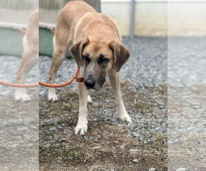 KoKo - Female Great Pyrenees-Unknown Mix Dog for Adoption - Photo #6
