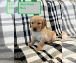 Puppy Lime Green Golden Retriever