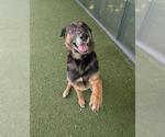 Small German Shepherd Dog