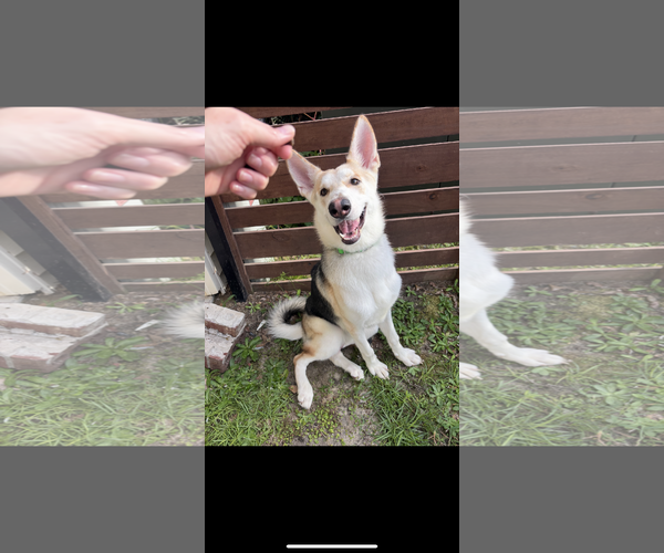 Medium Photo #1 German Shepherd Dog-Siberian Husky Mix Puppy For Sale in Holly Springs, NC, USA