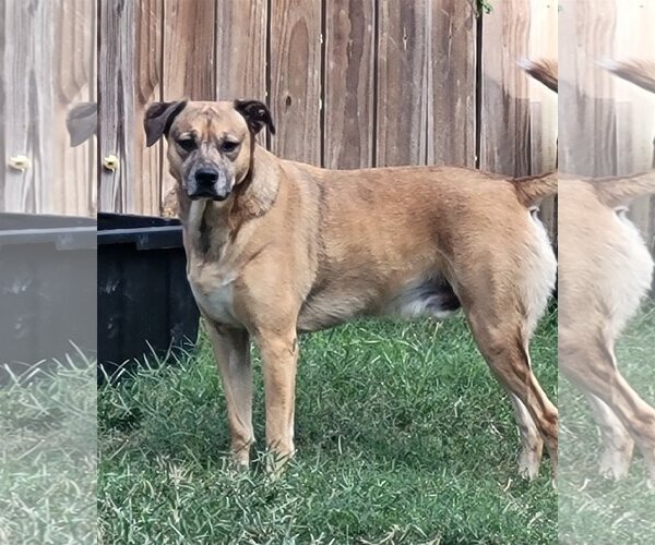 Medium Photo #21 Catahoula Leopard Dog-Unknown Mix Puppy For Sale in Spring, TX, USA