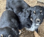 Small #1 Australian Shepherd