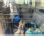 Small #1 German Shepherd Dog