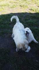 Great Pyrenees Puppy for sale in STARK, KS, USA