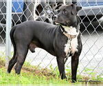 Small #1 Staffordshire Bull Terrier