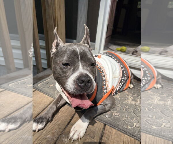 Medium Photo #6 American Pit Bull Terrier-Unknown Mix Puppy For Sale in Mount Pleasant, SC, USA