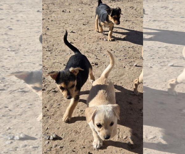 Medium Photo #3 Chihuahua-Norfolk Terrier Mix Puppy For Sale in Peralta, NM, USA