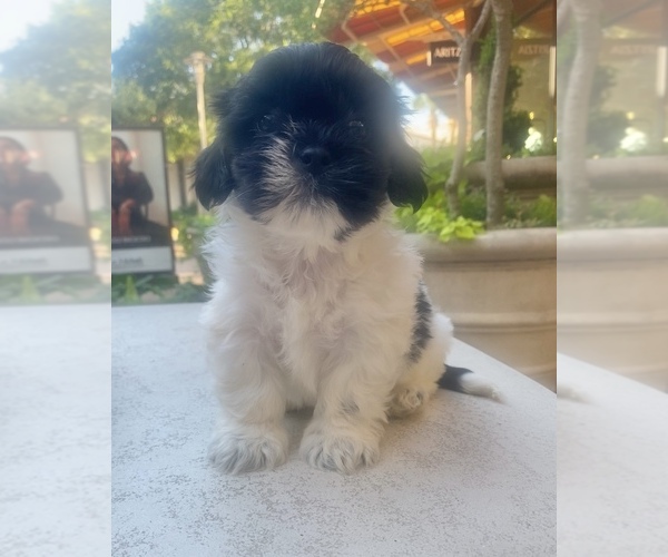 Medium Photo #1 Shih Tzu Puppy For Sale in ROUND ROCK, TX, USA