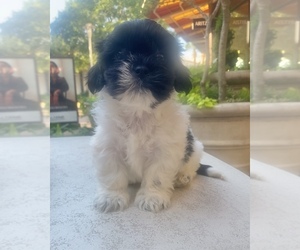 Shih Tzu Puppy for sale in ROUND ROCK, TX, USA