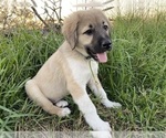 Small Photo #4 Anatolian Shepherd Puppy For Sale in ROBSTOWN, TX, USA