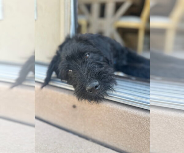 Medium Photo #6 Poodle (Standard)-Unknown Mix Puppy For Sale in Sandy, UT, USA