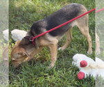 Small #1 Mutt
