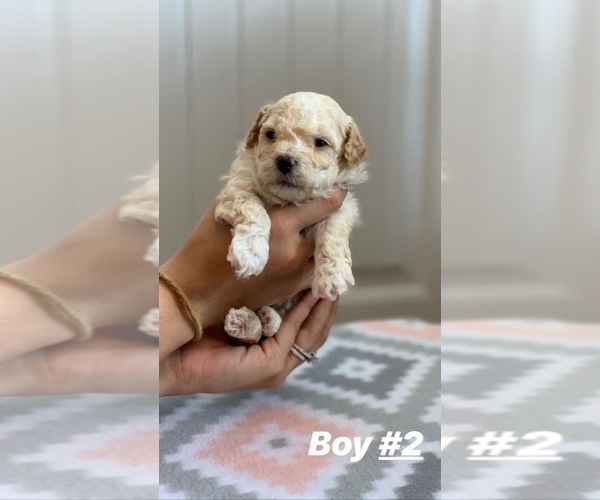 Medium Photo #5 Maltipoo Puppy For Sale in MOREHEAD, KY, USA