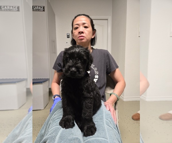 Medium Photo #1 Schnauzer (Giant) Puppy For Sale in KILLEEN, TX, USA