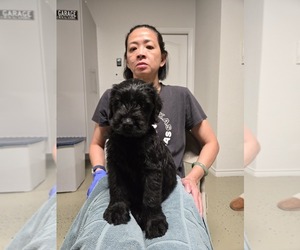 Medium Schnauzer (Giant)