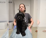 Puppy Blue 1 Schnauzer (Giant)