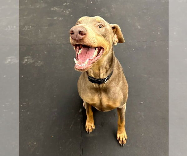 Medium Photo #9 Doberman Pinscher Puppy For Sale in Buffalo, MN, USA
