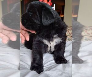 Mutt-Newfoundland Mix Puppy for sale in GIG HARBOR, WA, USA
