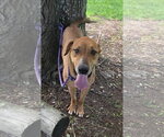Small Photo #2 Labrador Retriever-Rhodesian Ridgeback Mix Puppy For Sale in Attalka, AL, USA