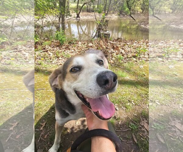 Medium Photo #2 Coonhound-Unknown Mix Puppy For Sale in Rootstown, OH, USA