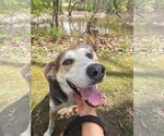 Small #1 Coonhound Mix