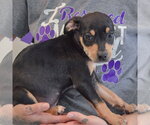 Small #2 Jack Russell Terrier Mix