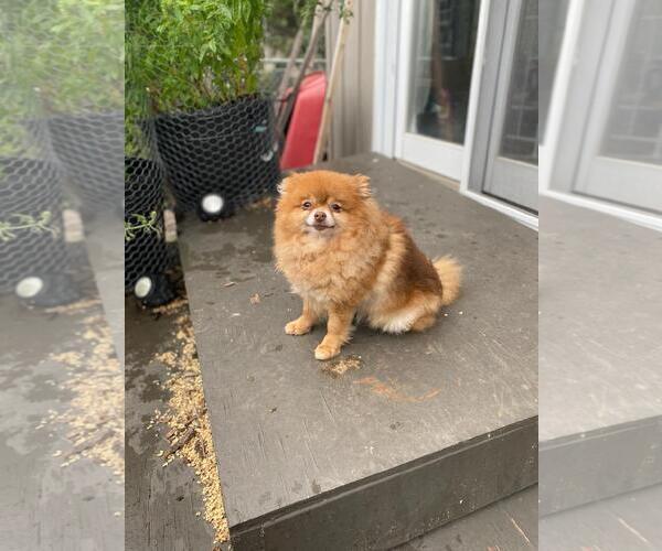 Medium Photo #2 Pomeranian Puppy For Sale in Sioux Falls, SD, USA