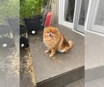 Small #1 Pomeranian