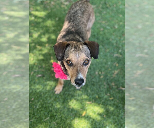 Medium Photo #6 Cheagle Puppy For Sale in Sandy, UT, USA