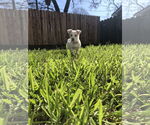 Small #2 Mutt
