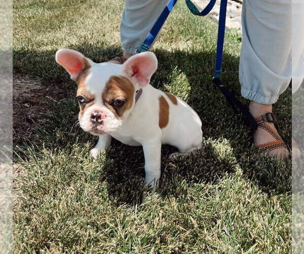 Medium Photo #1 French Bulldog Puppy For Sale in ANDOVER, KS, USA