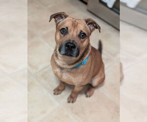AC - Ajax - Male American Staffordshire Terrier-Labrador Retriever Mix Dog for Adoption - Photo #9